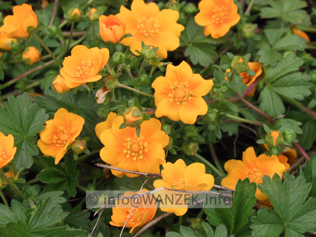 Potentilla neumanniana Goldrausch 01.JPG